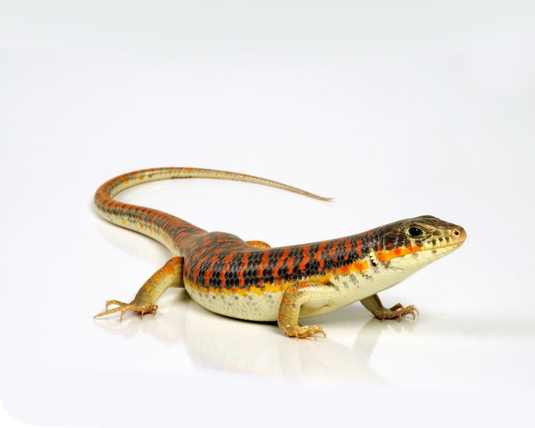 Berber Skink - Adult